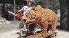 Real Size Wooden Bear Amazing Chainsaw Wood Carving